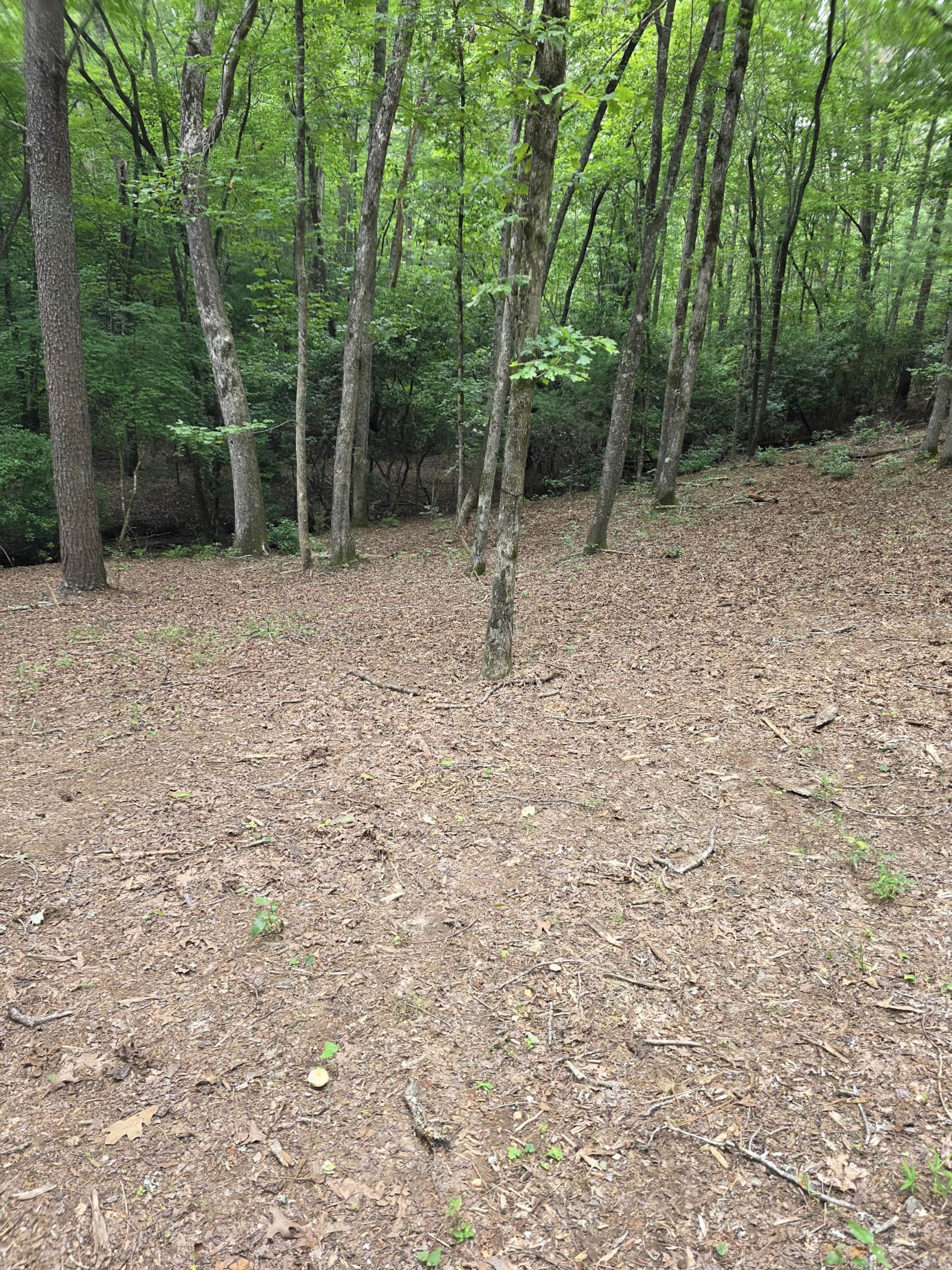 The wooded approach to Sanctuary 120