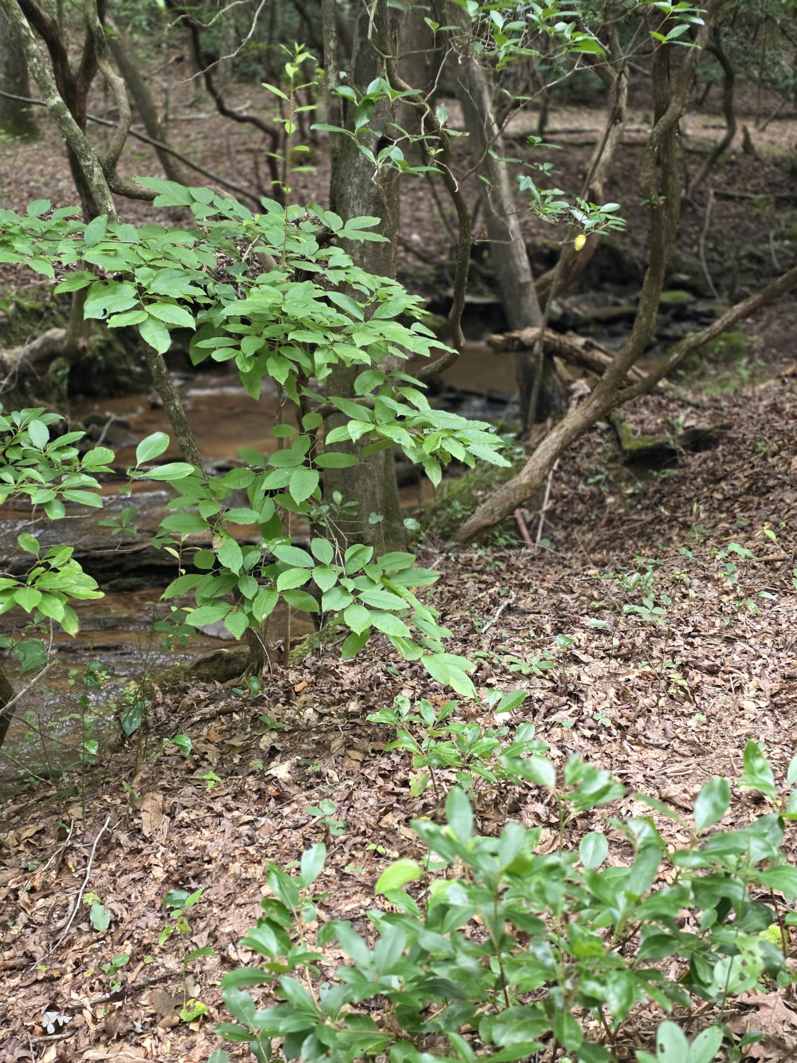 The creek running alongside Sanctuary 120